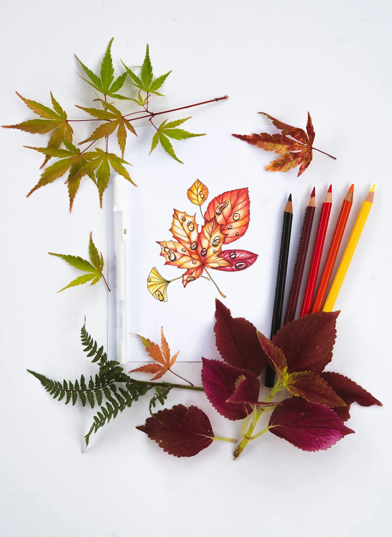 Colored autumn leaf illustration with pressed maple leaves, ferns and pencils