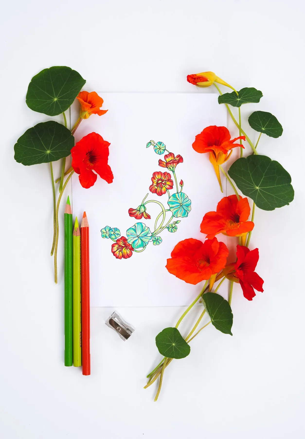 Rachel's colored nasturtium illustration with fresh nasturtiums and colored pencils